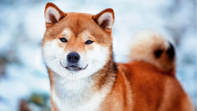 Shiba Inu