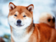 Shiba Inu