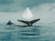 Ethereum whales