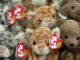 Beanie babies, stablecoins and Congress