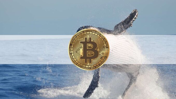 Bitcoin Whales, Sharks 'Handsomely Rewarded' After Grayscale's Victory Against SEC: Data