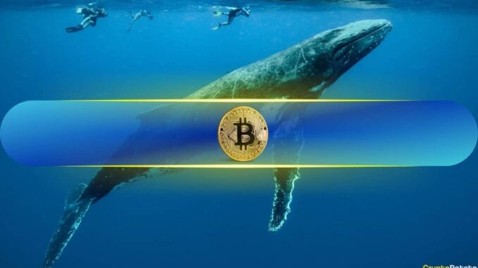 Over 40% of Bitcoin (BTC) Supply Now Held by This Group of Whale Addresses