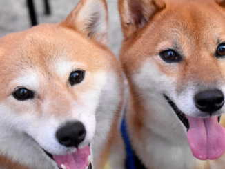 Dogecoin Foundation Seeks Backing to Fuel 2025 Plans