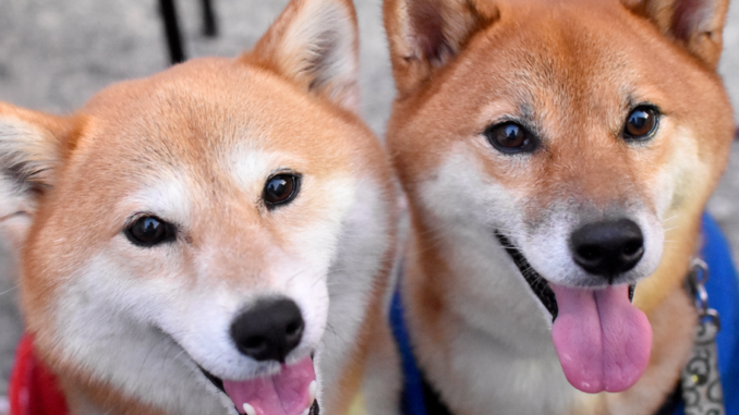 Dogecoin Foundation Seeks Backing to Fuel 2025 Plans