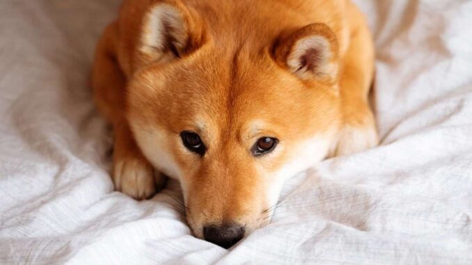 Shiba Inu, Dogecoin Retrace by Double Digits as Rally Cools Off, Liquidations Up to $900M